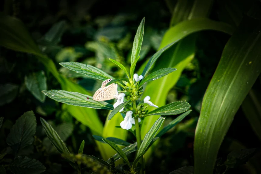 Thumba plant (Leucas aspera) with white flowers – medicinal herb known for its health benefits.