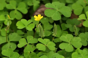 Oxalis corniculata plant, commonly known as Puliyarila, with small yellow flowers and heart-shaped green leaves growing in garden soil