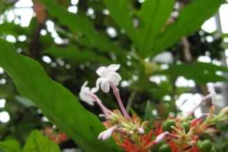 Rauvolfia serpentina plant, commonly known as Sarpagandha, showing elongated green leaves and small white flowers in a garden environment