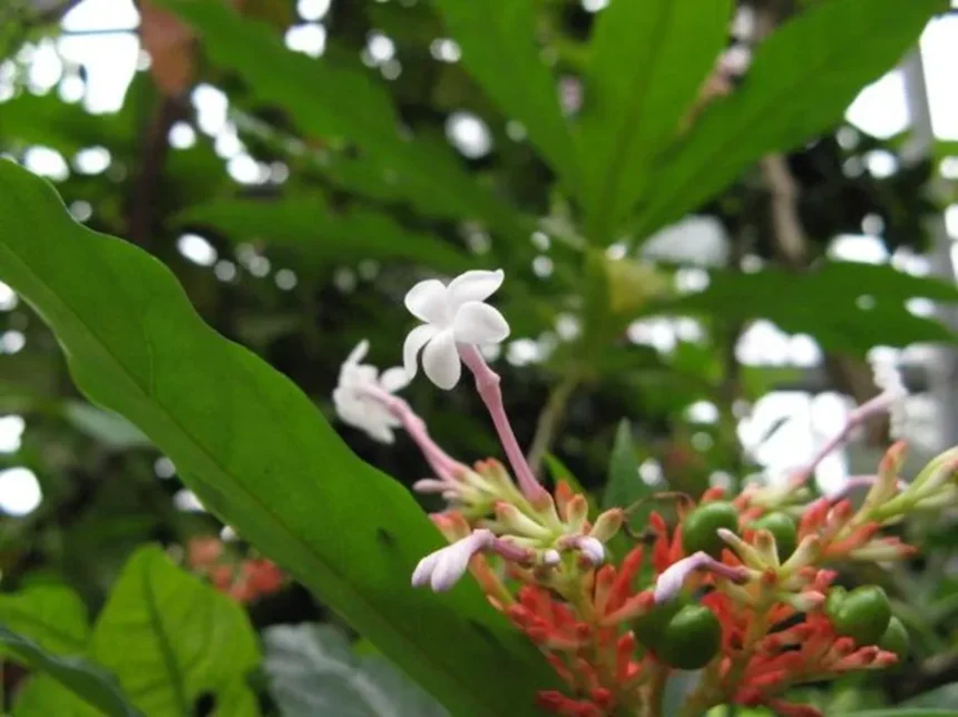 Rauvolfia serpentina plant, commonly known as Sarpagandha, showing elongated green leaves and small white flowers in a garden environment