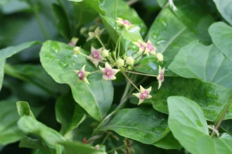 Tylophora indica (vallipala) vine with green leaves and small yellow flowers in a natural garden setting