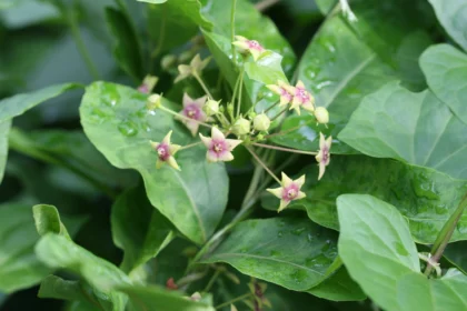 Tylophora indica (vallipala) vine with green leaves and small yellow flowers in a natural garden setting