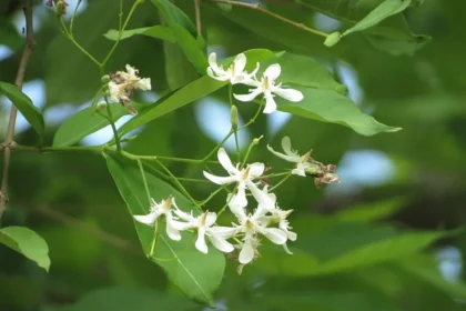 Wrightia tinctoria plant, known as Danthapala, featuring narrow green leaves and white flowers in a natural garden environment