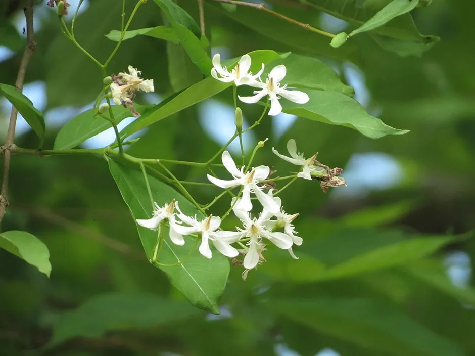 Wrightia tinctoria plant, known as Danthapala, featuring narrow green leaves and white flowers in a natural garden environment