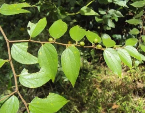 Ziziphus oenopila plant, locally called Cheruthudali , with small green leaves and clusters of ripening berries in a natural outdoor setting