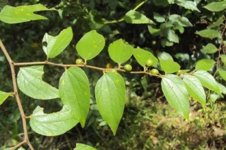 Ziziphus oenopila plant, locally called Cheruthudali , with small green leaves and clusters of ripening berries in a natural outdoor setting