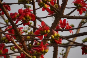 Bombax ceiba tree, known as Ilav, featuring vibrant red flowers and a thorny trunk in a natural landscape