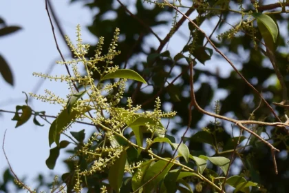 Embelia ribes plant (locally known as Vizhal) showing small black berries and slender climbing stems