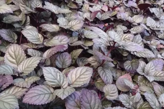 Hemigraphis alternata (Murikootti) – Close-up of purple and green foliage of the popular ornamental plant used for ground cover and medicinal purposes