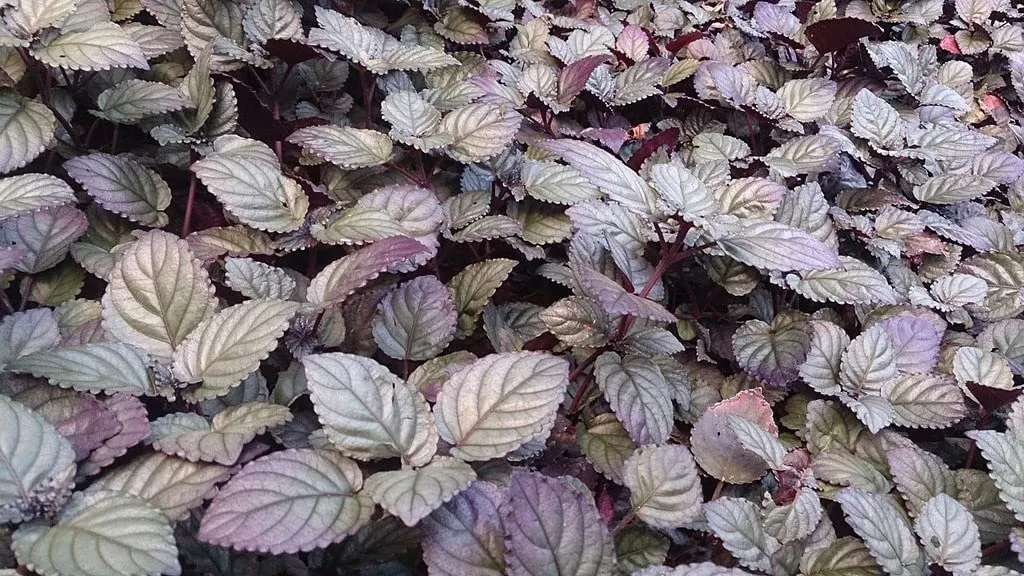 Hemigraphis alternata (Murikootti) – Close-up of purple and green foliage of the popular ornamental plant used for ground cover and medicinal purposes
