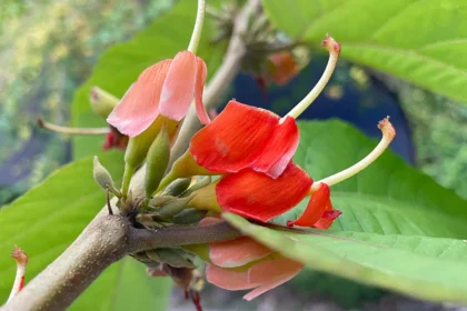 Helicteres isora plant with twisted idampiri fruit and green leaves in natural habitat