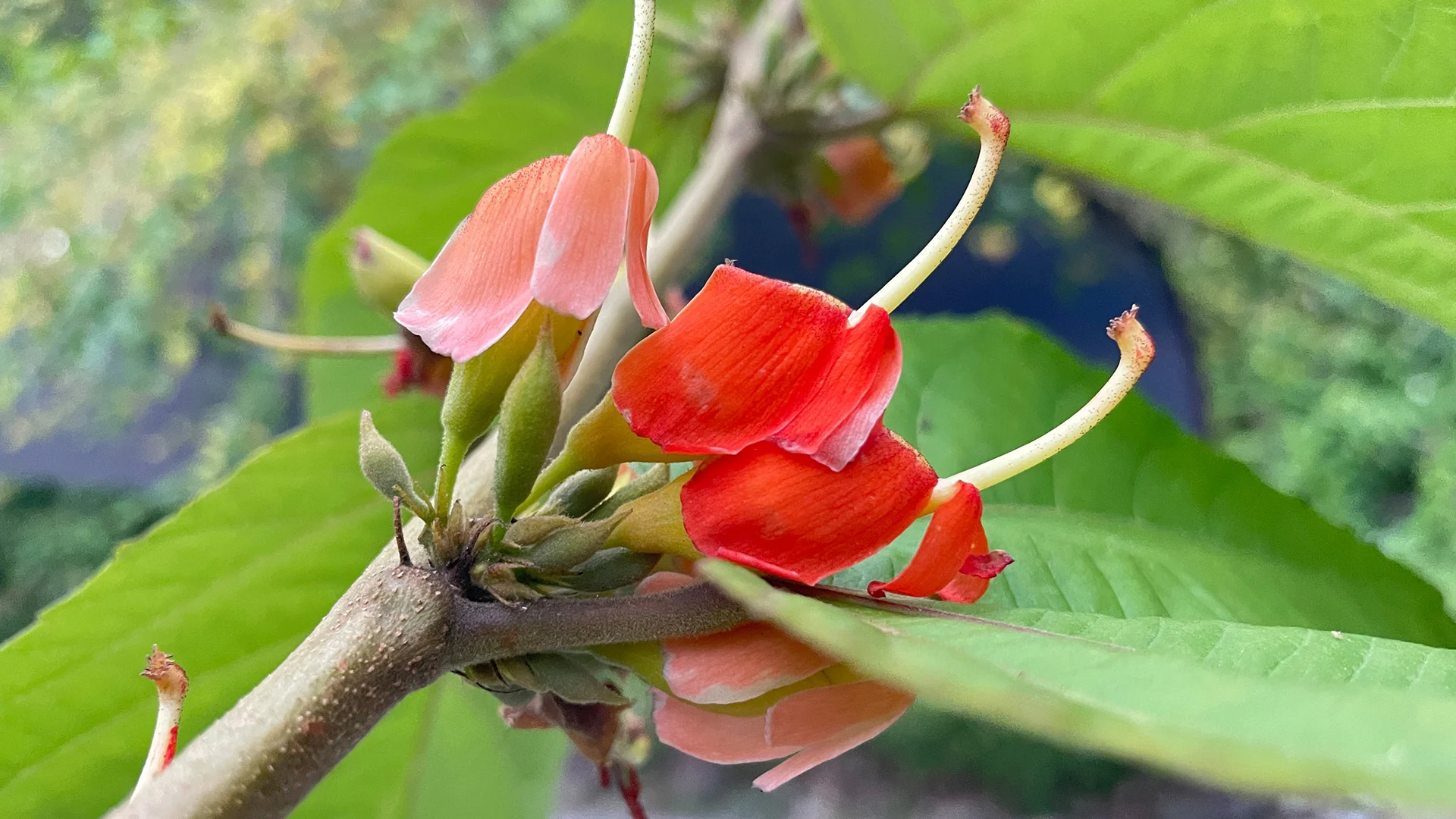 Helicteres isora plant with twisted idampiri fruit and green leaves in natural habitat