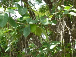Ficus benghalensis (Peral) – Detailed view of broad banyan tree leaves and aerial roots, highlighting this iconic medicinal and sacred plant used for landscaping and shade.
