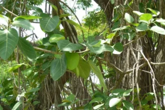 Ficus benghalensis (Peral) – Detailed view of broad banyan tree leaves and aerial roots, highlighting this iconic medicinal and sacred plant used for landscaping and shade.