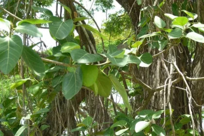 Ficus benghalensis (Peral) – Detailed view of broad banyan tree leaves and aerial roots, highlighting this iconic medicinal and sacred plant used for landscaping and shade.