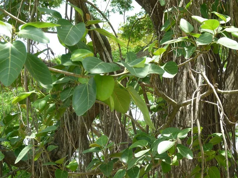 Ficus benghalensis (Peral) – Detailed view of broad banyan tree leaves and aerial roots, highlighting this iconic medicinal and sacred plant used for landscaping and shade.
