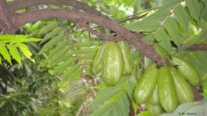 Irumban Puli – Close-up of fresh green bilimbi fruits hanging on the tree, a tropical fruit used in South Indian cooking and traditional medicine.