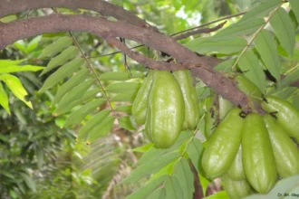 Irumban Puli – Close-up of fresh green bilimbi fruits hanging on the tree, a tropical fruit used in South Indian cooking and traditional medicine.
