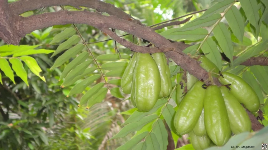 Irumban Puli – Close-up of fresh green bilimbi fruits hanging on the tree, a tropical fruit used in South Indian cooking and traditional medicine.
