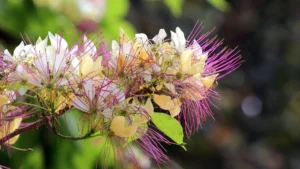 Crateva religiosa (Neermathalam) – Close-up of white fragrant flowers and green leaves of the medicinal tree commonly found in India and used in Ayurveda.