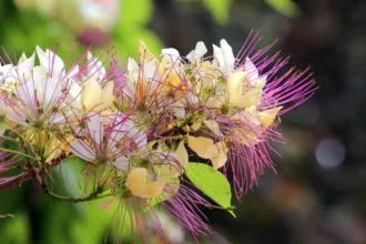 Crateva religiosa (Neermathalam) – Close-up of white fragrant flowers and green leaves of the medicinal tree commonly found in India and used in Ayurveda.