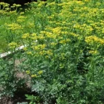 Ruta chalepensis (Arootha) – Close-up of aromatic green leaves and clusters of yellow flowers from the medicinal herb used in traditional remedies and home gardens.