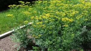 Ruta chalepensis (Arootha) – Close-up of aromatic green leaves and clusters of yellow flowers from the medicinal herb used in traditional remedies and home gardens.