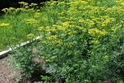Ruta chalepensis (Arootha) – Close-up of aromatic green leaves and clusters of yellow flowers from the medicinal herb used in traditional remedies and home gardens.
