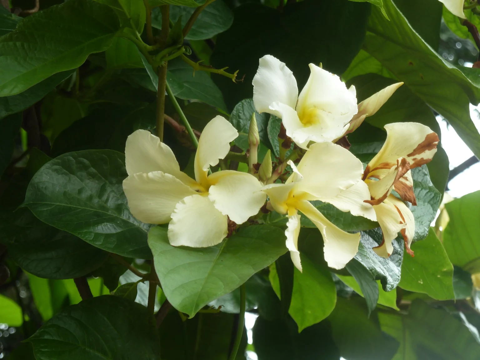 Chonemorpha fragrans (Appuppanthadi) – Close-up of fragrant white flowers and lush green leaves of the medicinal climber popular in traditional herbal medicine and garden landscaping.
