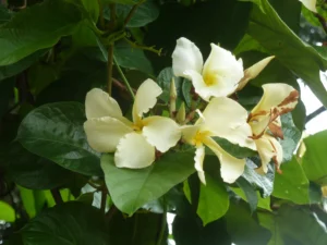 Chonemorpha fragrans (Appuppanthadi) – Close-up of fragrant white flowers and lush green leaves of the medicinal climber popular in traditional herbal medicine and garden landscaping.
