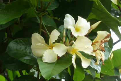Chonemorpha fragrans (Appuppanthadi) – Close-up of fragrant white flowers and lush green leaves of the medicinal climber popular in traditional herbal medicine and garden landscaping.
