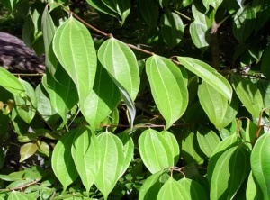 Cinnamomum verum tree (Karuvapatta) with aromatic green leaves and natural cinnamon bark