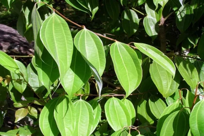 Cinnamomum verum tree (Karuvapatta) with aromatic green leaves and natural cinnamon bark