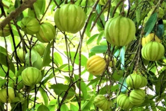 Garcinia gummi-gutta fruit with greenish-yellow rind, commonly known as Malabar tamarind or Kodampuli