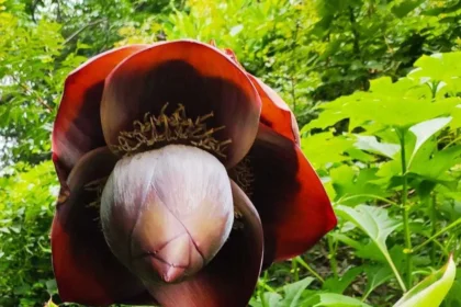 Ensete superbum plant (Kalluvazha) with large banana-like leaves and thick pseudostem, native to South India