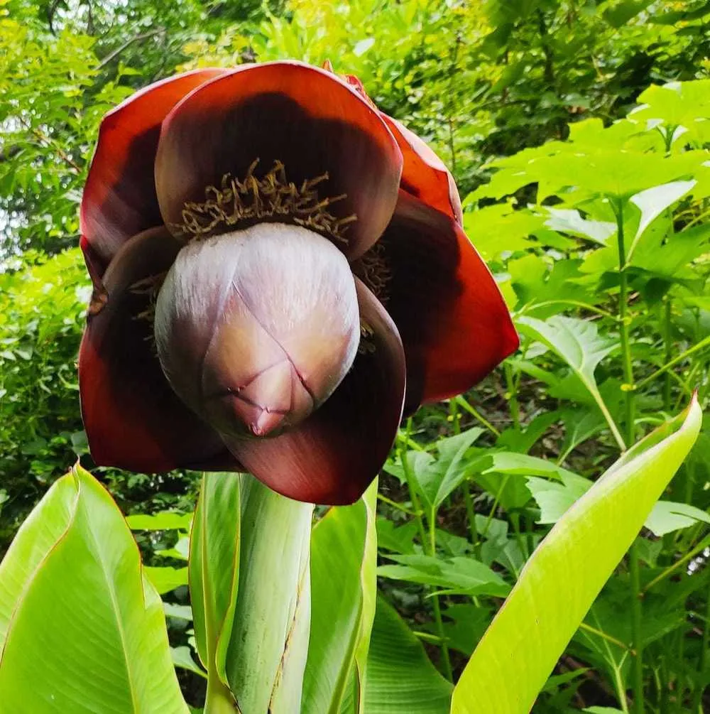Ensete superbum plant (Kalluvazha) with large banana-like leaves and thick pseudostem, native to South India
