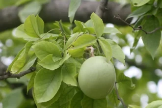 Aegle marmelos tree (Koovalam) with trifoliate leaves and unripe green bael fruit, known for medicinal properties