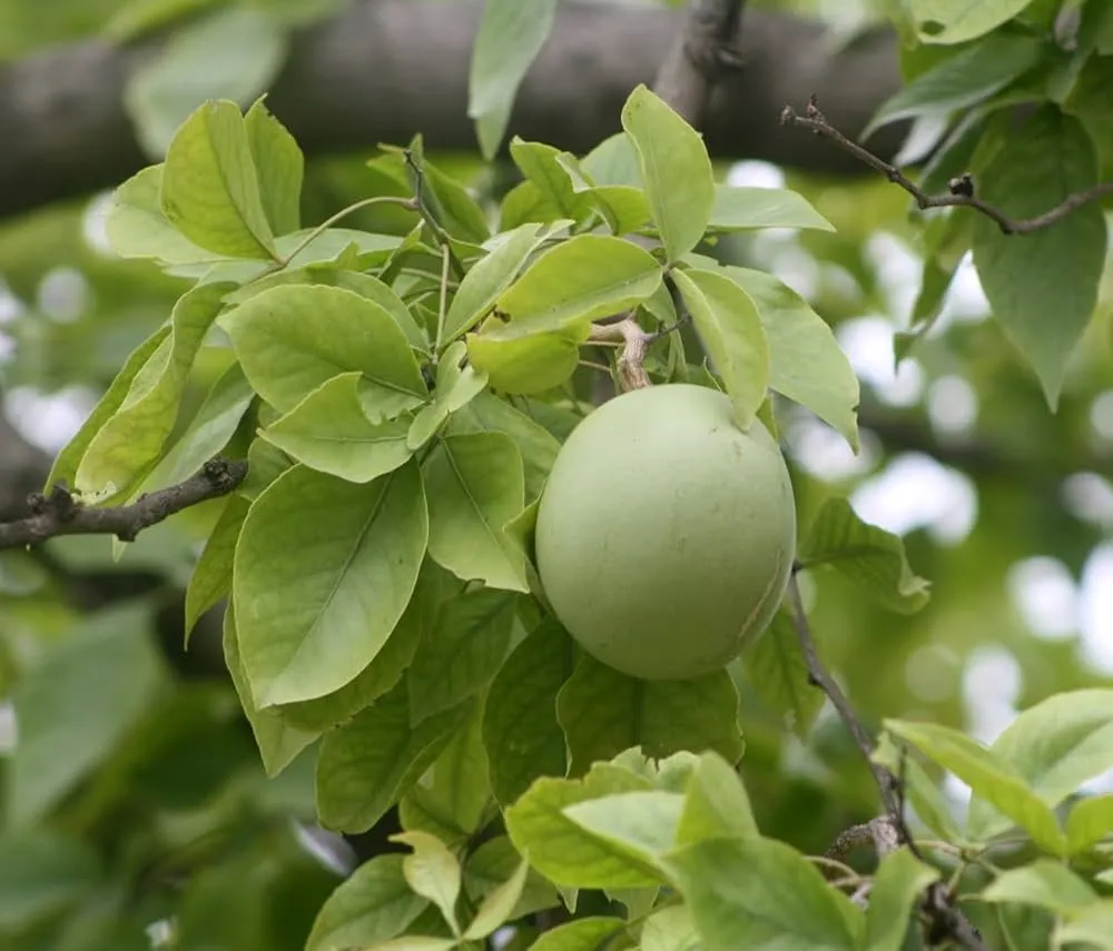 Aegle marmelos tree (Koovalam) with trifoliate leaves and unripe green bael fruit, known for medicinal properties