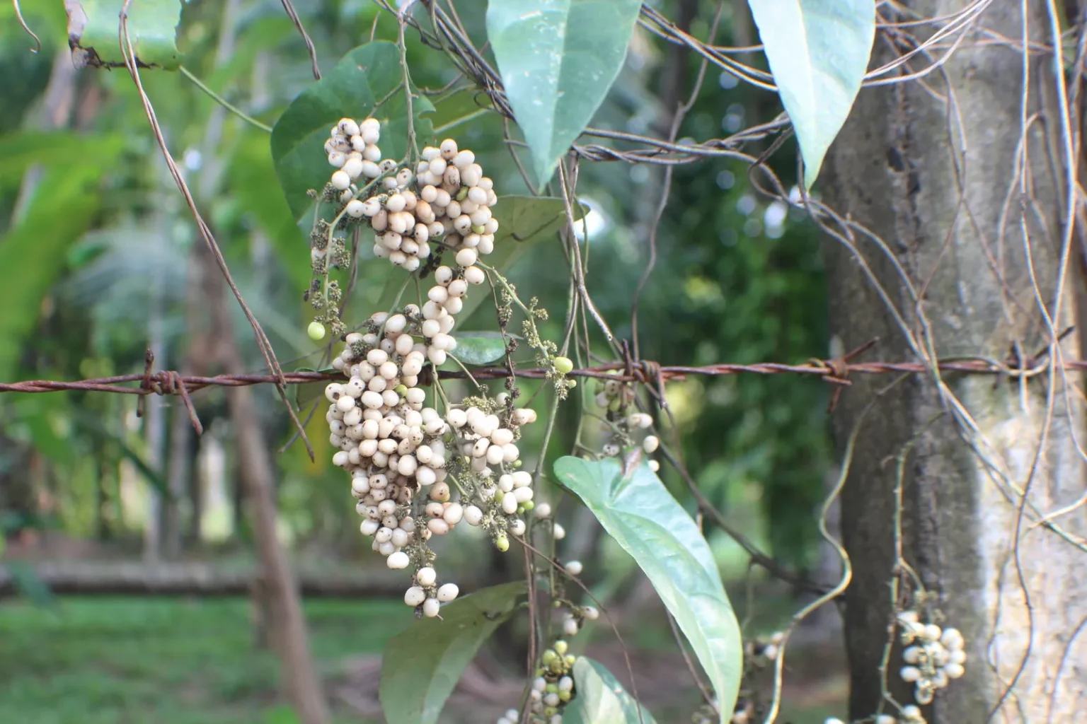 Cyclea peltata plant (Padakizhangu) with heart-shaped leaves and slender climbing stems used in traditional medicine