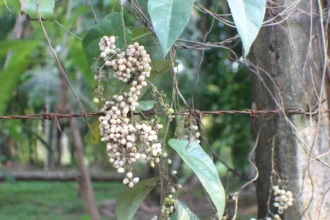 Cyclea peltata plant (Padakizhangu) with heart-shaped leaves and slender climbing stems used in traditional medicine