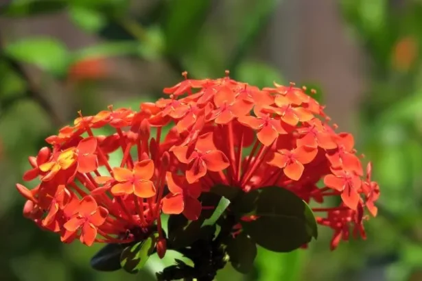 Ixora coccinea plant with vibrant red chethi flowers in tropical garden setting