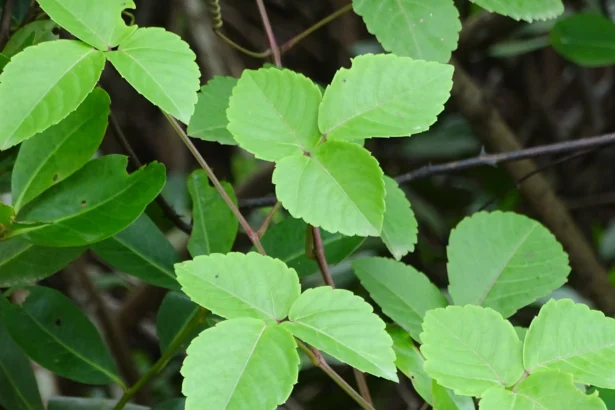 Cayratia trifolia vine (Amerchakkodi) with small trifoliate leaves and dark purple berries, commonly found in tropical regions