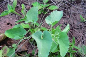 Aristolochia racteolata plant (Aaduthoda Paala) with uniquely shaped flowers and broad green leaves used in traditional herbal medicine