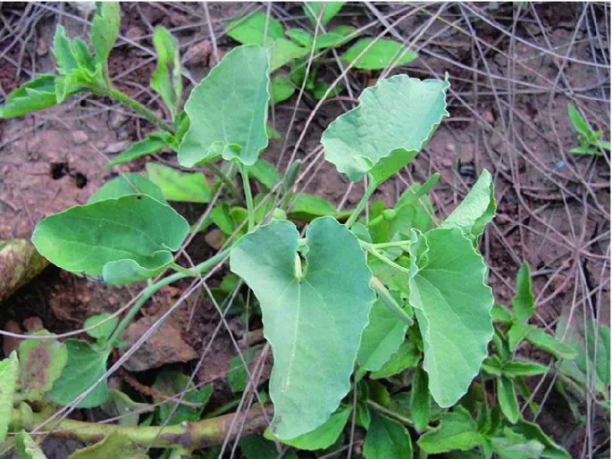 Aristolochia racteolata plant (Aaduthoda Paala) with uniquely shaped flowers and broad green leaves used in traditional herbal medicine
