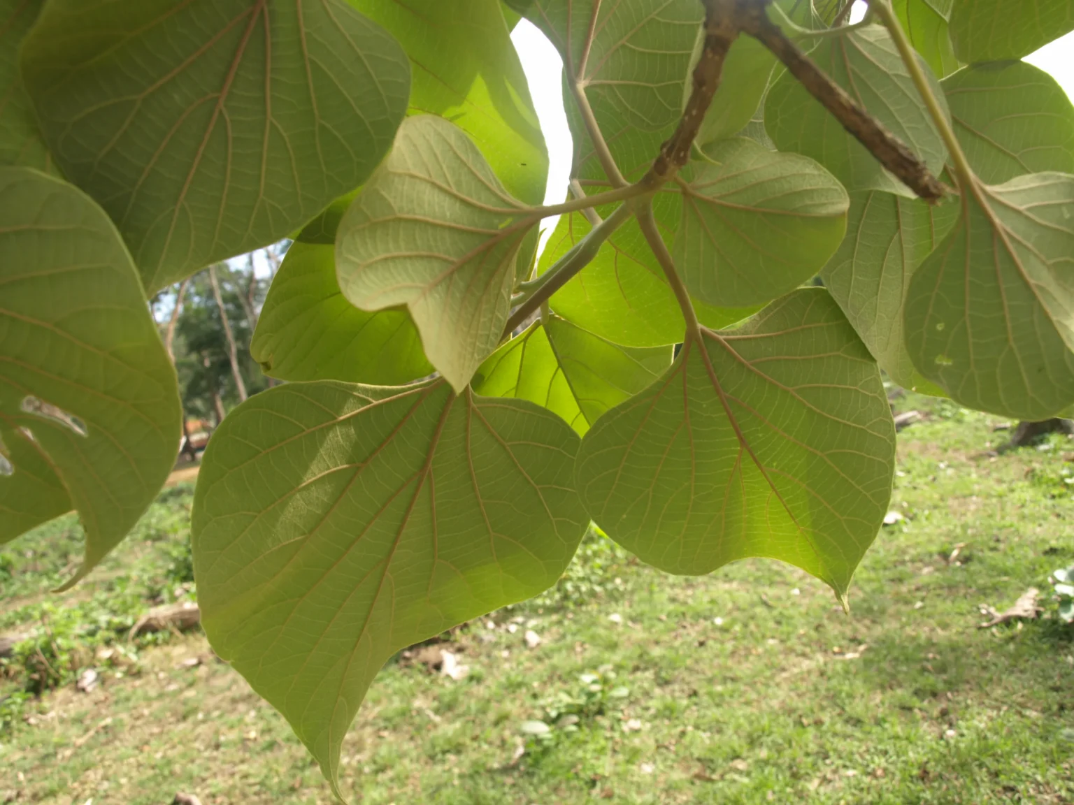 Gmelina arborea tree (Kumbil) with broad green leaves and light-colored wood, commonly used in Ayurvedic medicine and carpentry