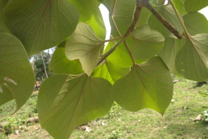 Gmelina arborea tree (Kumbil) with broad green leaves and light-colored wood, commonly used in Ayurvedic medicine and carpentry