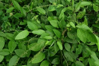 Pleurolobus gangeticus plant (Oorila) with small compound leaves and slender trailing stems, used in traditional South Indian medicine