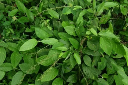 Pleurolobus gangeticus plant (Oorila) with small compound leaves and slender trailing stems, used in traditional South Indian medicine