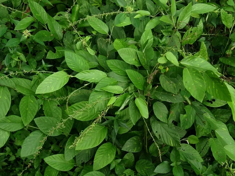 Pleurolobus gangeticus plant (Oorila) with small compound leaves and slender trailing stems, used in traditional South Indian medicine