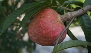 Annona reticulata fruit (Aathachakka) with reddish-green skin and heart-like shape, commonly known as bullock's heart